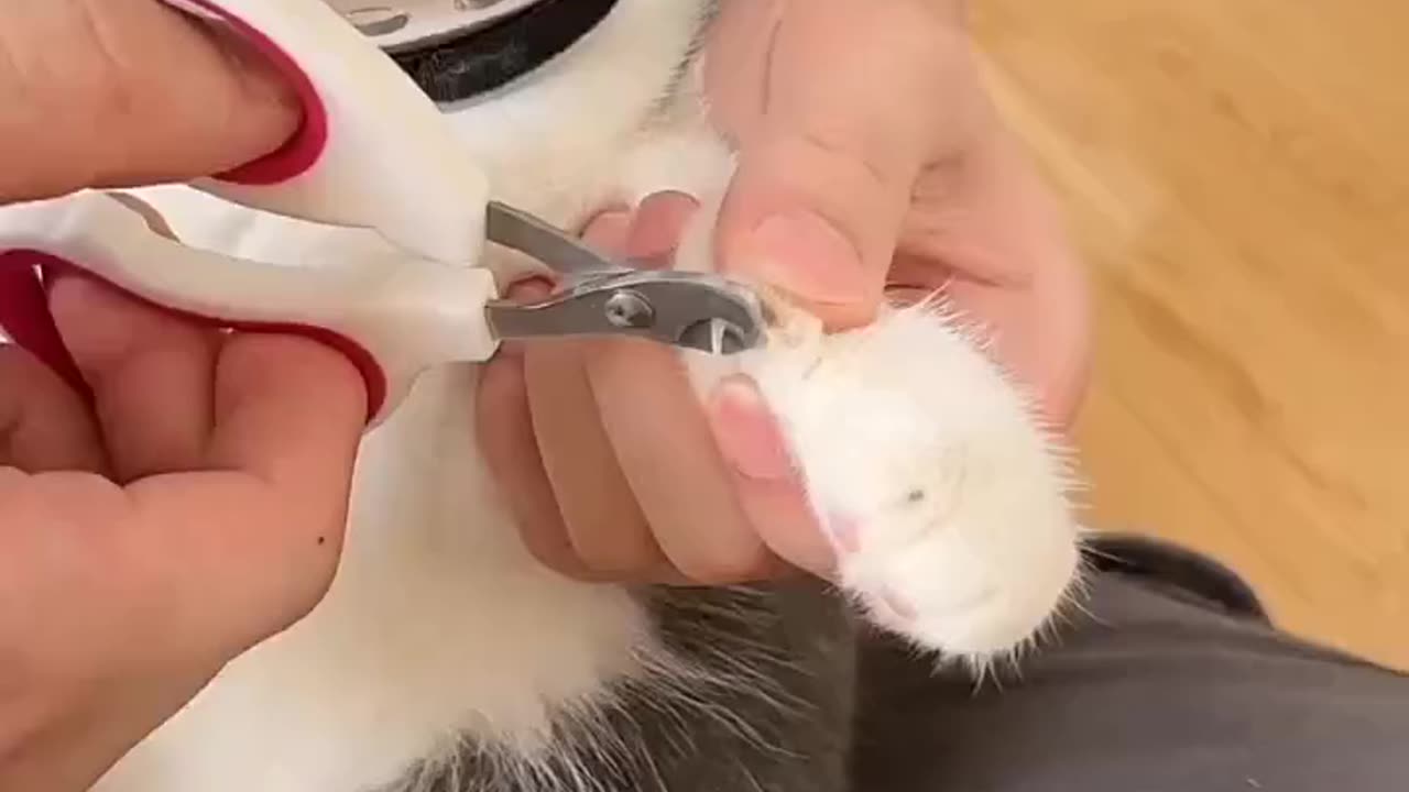 "Smart Gadget for Safe & Comfortable Cat Nail Clipping!"
