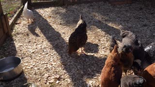Young pullets try new snack: a fried egg.
