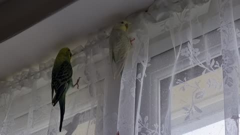 New Girls Immediately Join the Neighbourhood Watch