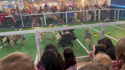 #LibertyScienceCenter with #JohnnyRay The #PuppyBowl & #More 11-8-25 https://youtu.be/Toh32ieLT0s