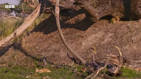 ‎Can This Lion Cub Survive a Perilous Fall | Big Cats 24/7 | BBC Earth
