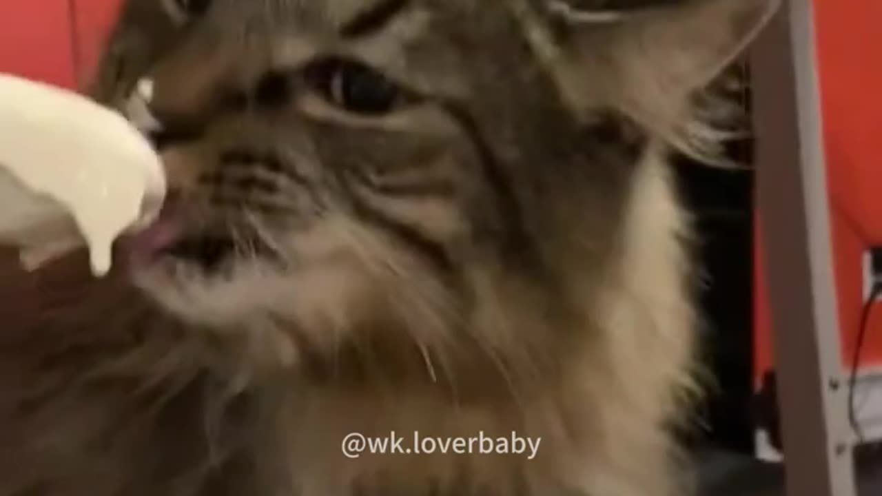 Funny cats and animals videos