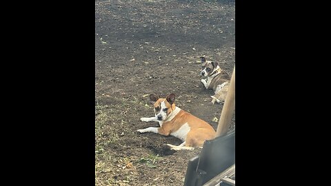 Walking in their matching festive t-shirts