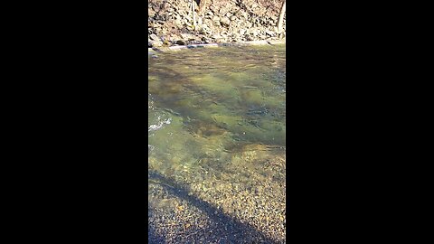 Rainbow Trout fishing