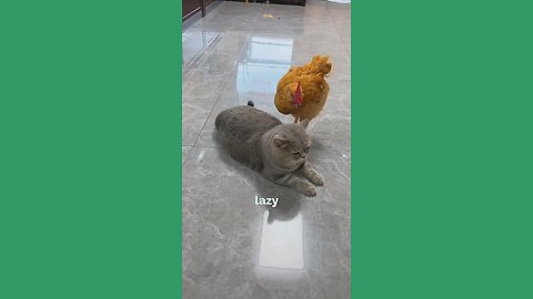 Rooster vs Cat