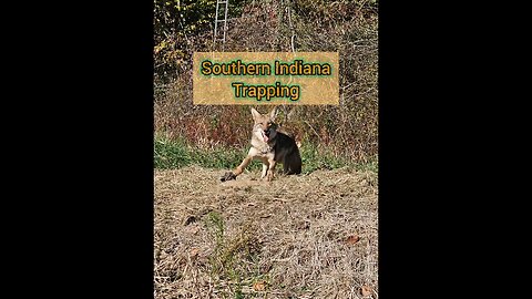 nice beaver catch #beaver#trapping#indiana#wildlife