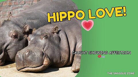HIPPO LOVE 💋🐘 | Sweetest Animal Moment Ever