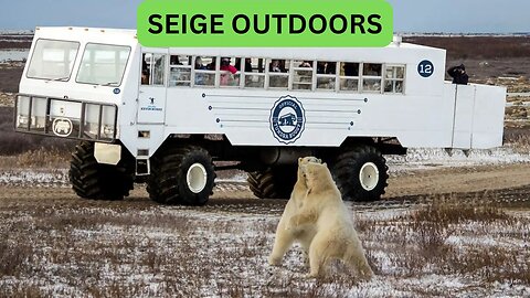 Polar Bear Live Cams!