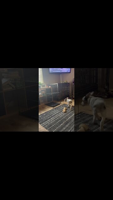 How does it work?? #puppy #dog #training #yankeefree #bo #texasheeler #youtubeshorts #shorts