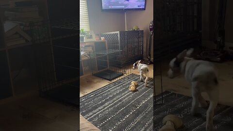 How does it work?? #puppy #dog #training #yankeefree #bo #texasheeler #youtubeshorts #shorts