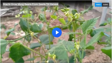 How to Grow Mung Beans From Seeds Till Harvest