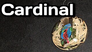 Cardinal Feather Painting Christmas Ornament