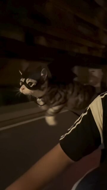 A «flying» cat is going viral on social media. He's comically flapping his