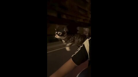 A «flying» cat is going viral on social media. He's comically flapping his