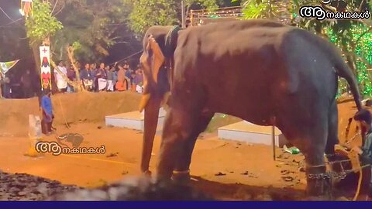 ആനകളെ ഉപദ്രവിച്ചാൽ ജയിലിൽ ഇടണമെന്ന് ആവശ്യവുമായി മൃഗസ്നേഹികൾ _ save elephant video