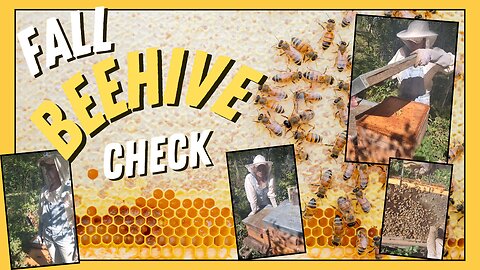 Fall BEEHIVE Check! 🐝
