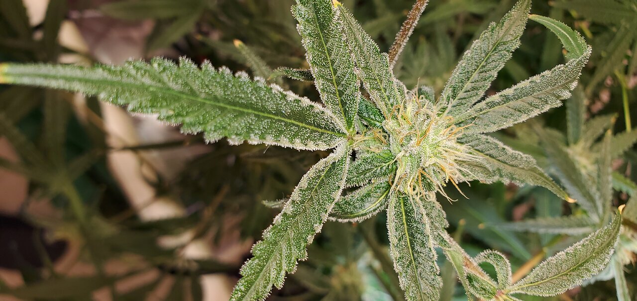 Cannabis flower stacking