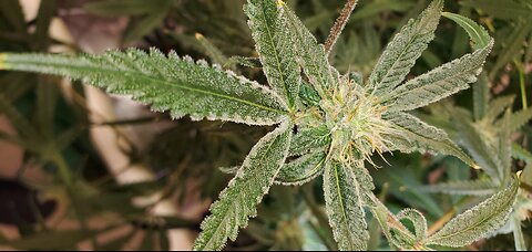 Cannabis flower stacking