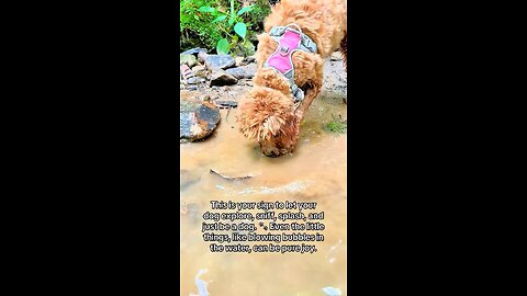 Dog Sniffing & Blowing Bubbles in Water 🐾 | Let Dogs Explore & Have Fun!