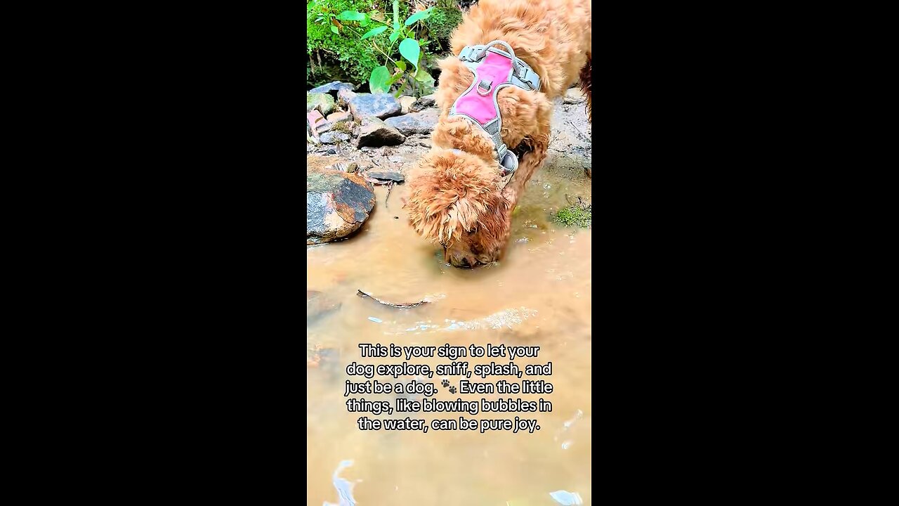 Dog Sniffing & Blowing Bubbles in Water 🐾 | Let Dogs Explore & Have Fun!