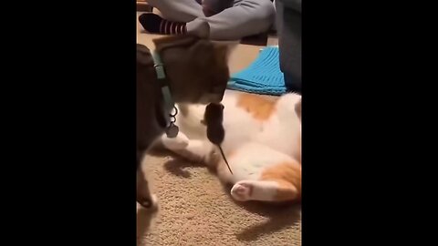OK, people don’t like getting mice as gifts, but cats obviously like mouse gifts, right? 😸🙀😹