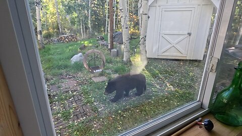 A Little Visit from Teddy