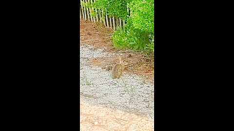 Bunny! 🐇 On Long Beach Island, New Jersey.