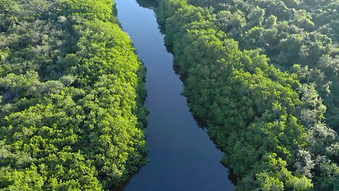River passing through a forest full of trees