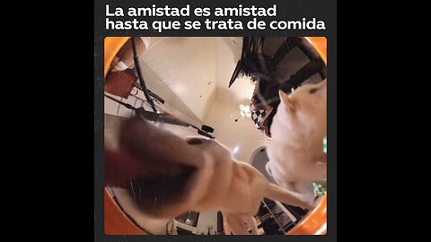 Una razón más por la que instalar una cámara en el comedero de tu mascota es una buena idea