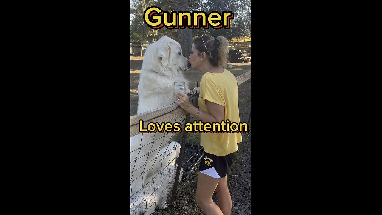 Gunner, the Great Pyrenees, is he a lover or a fighter?