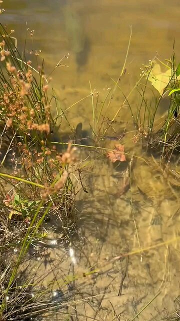 SHOE YOUR SKILL BASS