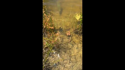 SHOE YOUR SKILL BASS