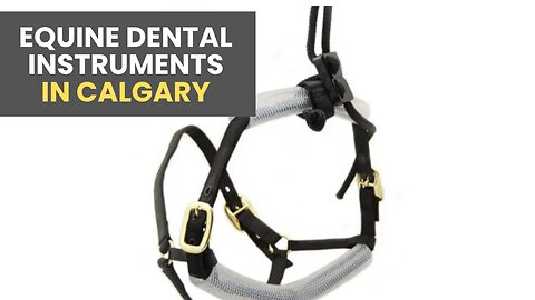 How to Find Equine Dental Instruments in Calgary