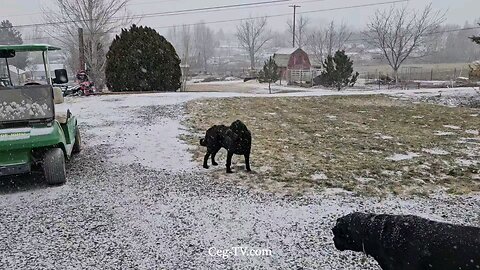 Graham Family Farm: 1:30 PM February 13th 2025