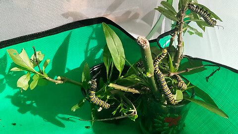 Monarch update 12 19 2025