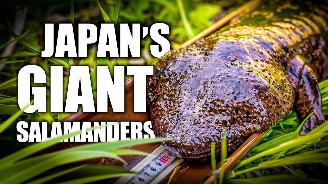 The Giants of Daisen | Japanese Giant Salamander Documentary