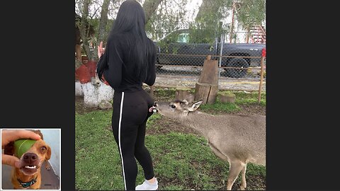 Memes That Will 99.0355% Make You Laugh. (e579)
