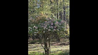 (reprise) God is good all the time 52: Wisdom