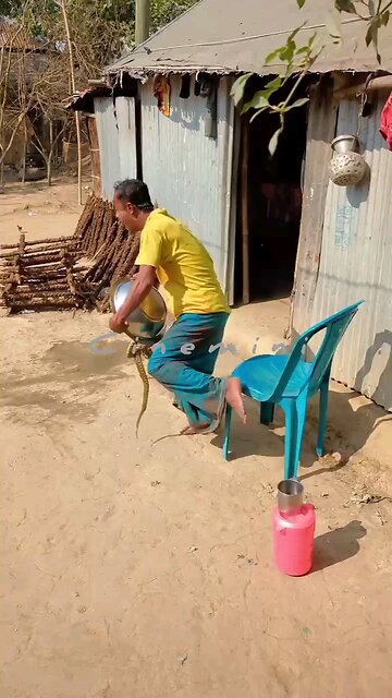 Heartwarming Moments A Bowl of two snake for eating