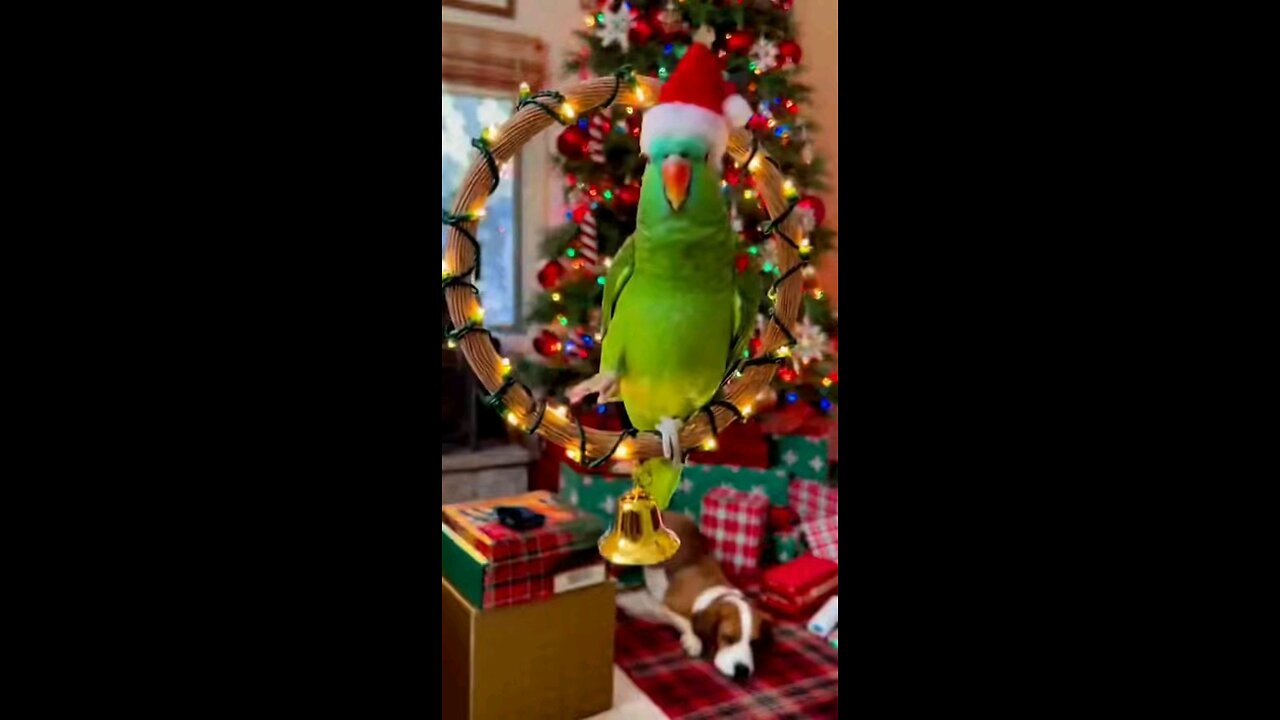 funny parrot Christmas