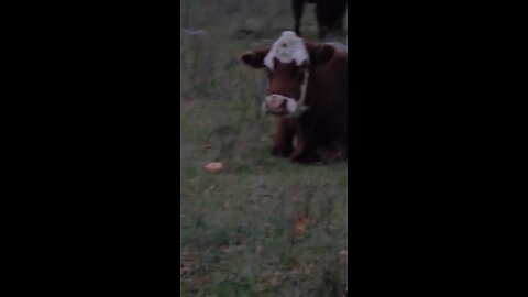 Everyone Meet "Daisy"