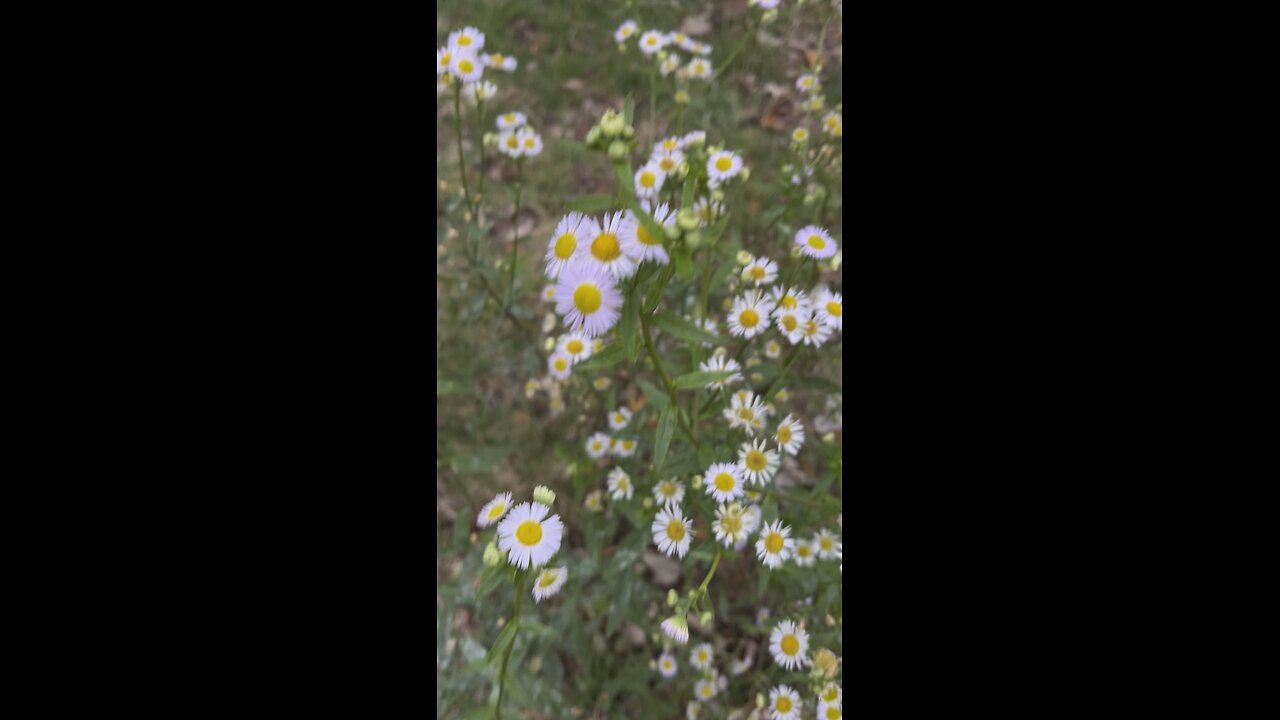 Native plant to the USA Erigeron annuus