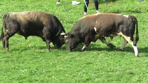 Jelenko od Jašarevića vs Zeko od Ponjavića od Omazići 2024