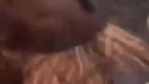 Blacks attack White woman