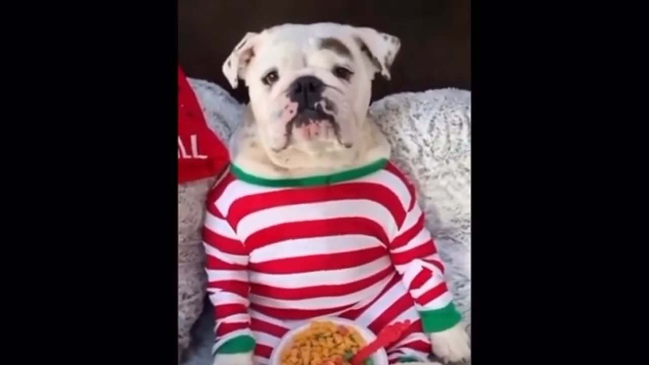 Funny Cute Dog - Try Not To Laugh...