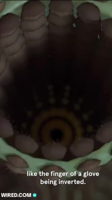 Ancient Penis Worm With Rings of Sharp Teeth Discovered in Grand Canyon