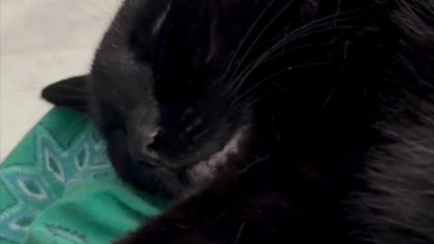 Cute Precious Piper its a Sweet Sleeping Baby - y Adopted Shelter Cat Vlog #shorts