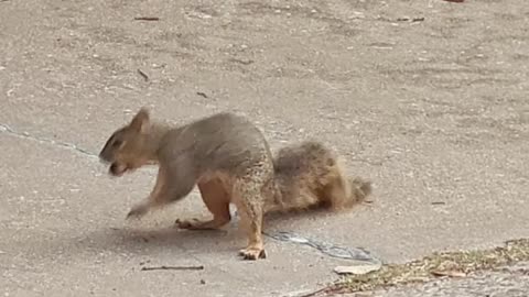 Funny Neighborhood Squirrel With Attitude | Urban Wildlife Stare-Down #Shorts #ATX #squirrels