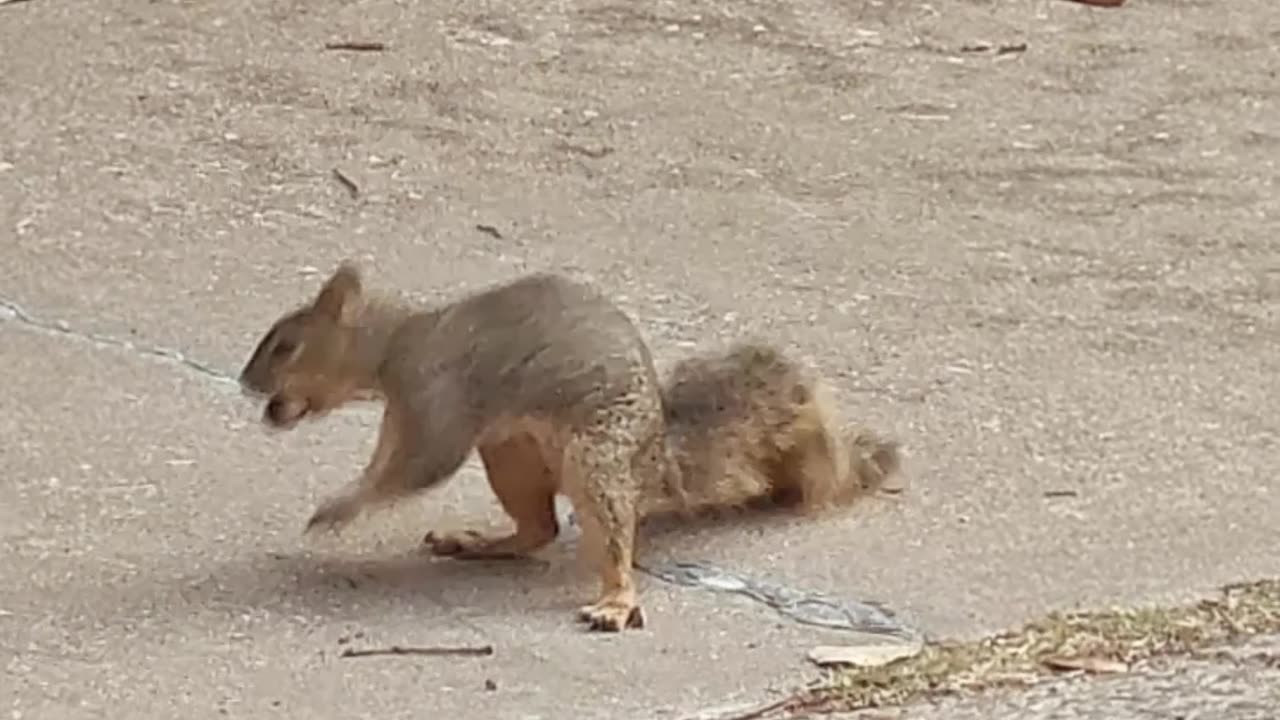 Funny Neighborhood Squirrel With Attitude | Urban Wildlife Stare-Down #Shorts #ATX #squirrels