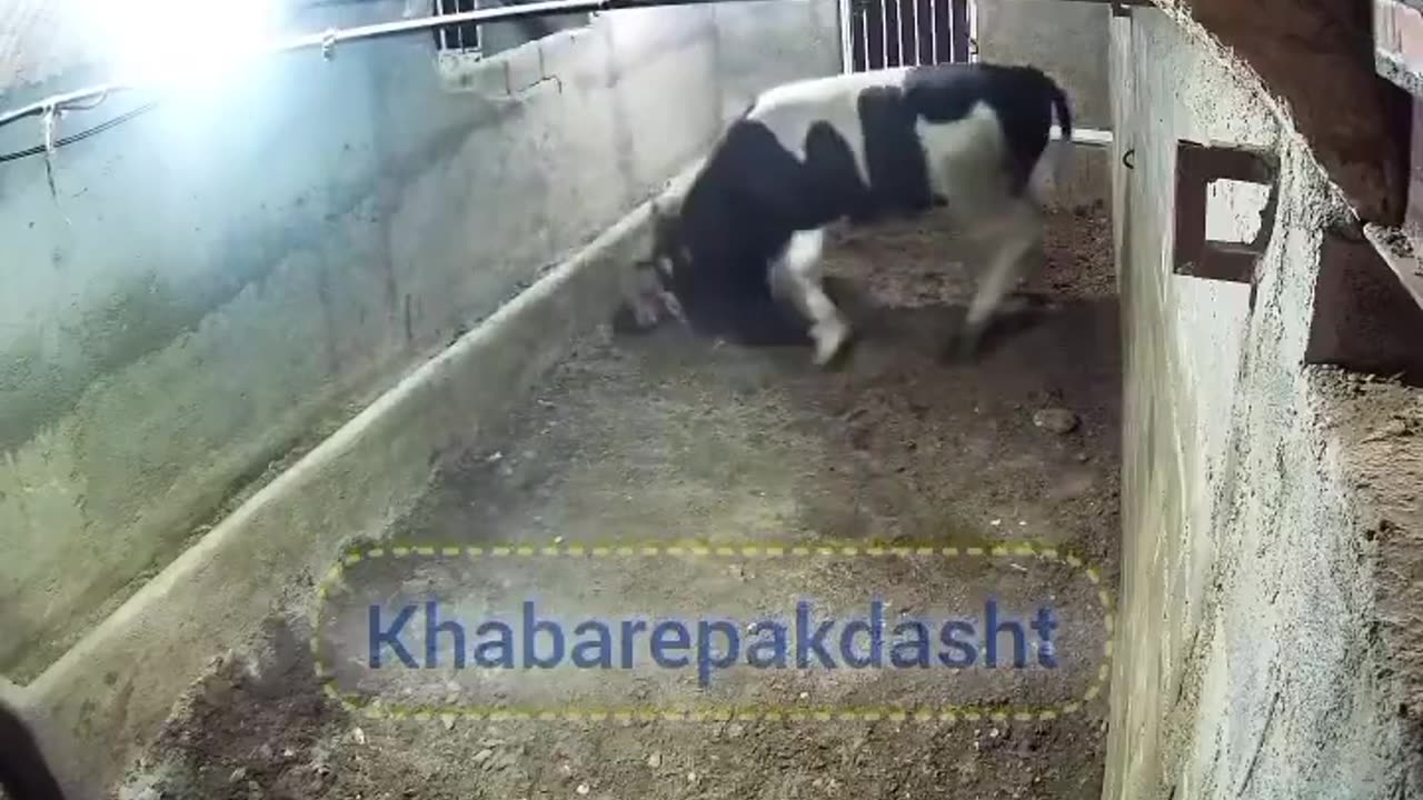 Cow vs Man